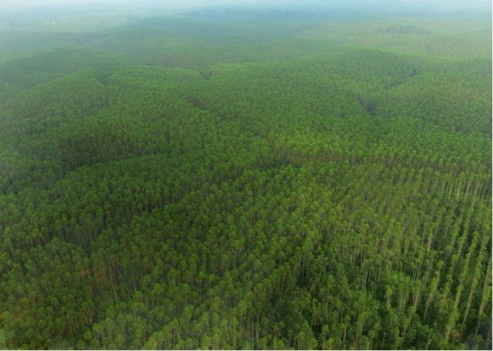 支持浆纸原料认证推动全球森林可持续发展