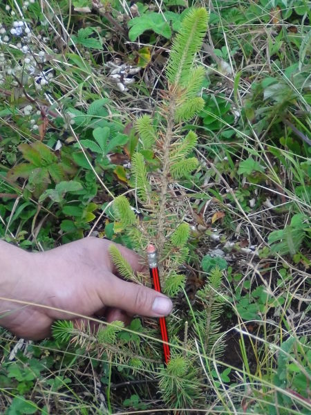 2011年第一批栽种下的云杉树苗已经长到近30厘米高