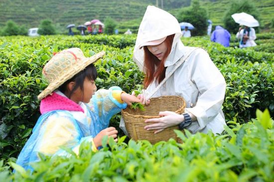 王心凌在瞿银青小朋友的带领下认真完成采茶任务