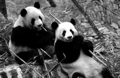 河南新安县龙潭大峡谷熊猫馆熊猫。图/东方IC