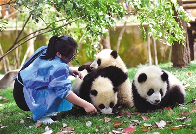 4月20日，成都80后饲养员梅燕，从业八年的她,先后喂养过50多只大熊猫，为照顾熊猫操碎了心。图/视觉中国