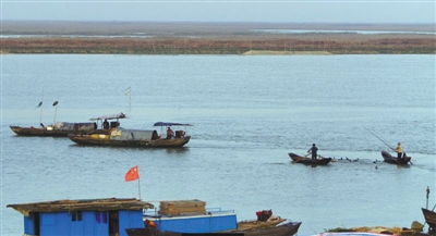2015年底，鄱阳湖余干大堤附近，渔民在违法使用“电网”电鱼，而后用鸬鹚收电死的鱼。周海翔 摄