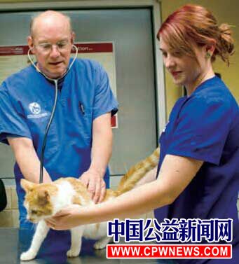 ARL的诊所医生正在为猫检查身体