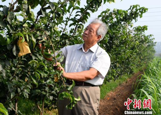 曲宪忠在查看果树生长状况。　李铁锤　摄