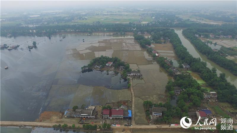 连续多日的高水位使得益阳市赫山区30000多公顷农作物受灾，大面积即将成熟的早稻被“淹死”在田里。（方勋 孙超 摄）