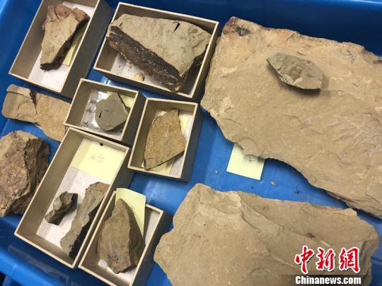 图为本次研究的“云南肉茎螺”化石。　杨颜慈 摄