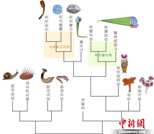 云南肉茎螺的系统发育位置示意图(现生动物图片来源于网络)。南古所 供图