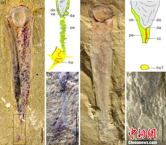 图为澄江生物群中的“云南肉茎螺”。南古所 供图