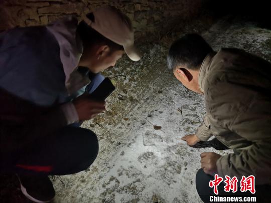 图为青海省玉树州称多县环境保护和林业局工作人员沿雪豹留下的脚印找寻踪迹。　钟欣 摄