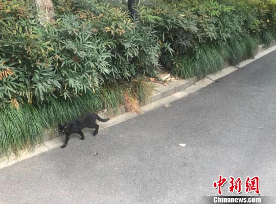杭州民政公布8家合法动物保护类社会组织名单