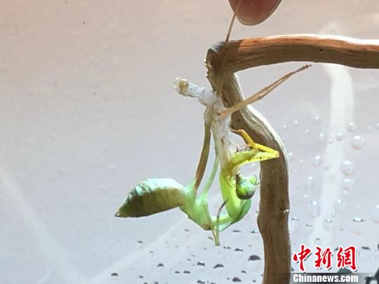 一只正在蜕皮的螳螂。　朱晓颖 摄