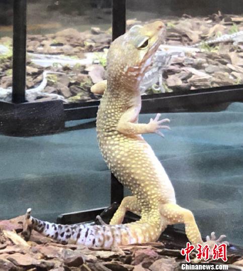 一种名叫“豹纹守宫”的蜥蜴亚目动物尤其引人注意。它的尾巴比一般蜥蜴肥大很多，有豹纹一般的花纹，看上去与响尾蛇的尾巴有些许类似之处。它们的尾巴，是储存身体热量的“蓄电池”。尾巴越是粗壮，储存能量物质越高。在“消耗”自己尾巴的“维持”下，它可以很久不吃不喝。　朱晓颖 摄