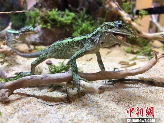 一只正在大口吞食活体面包虫的蜥蜴。　朱晓颖 摄