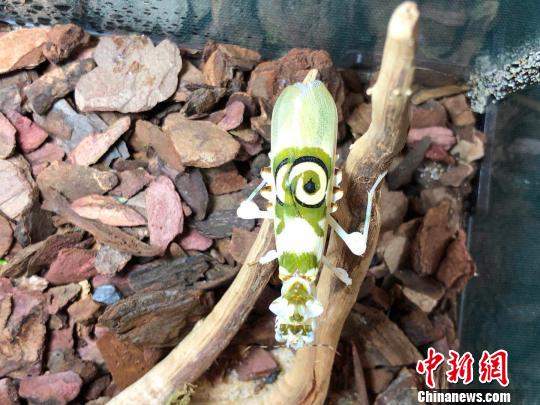 刺花螳螂。　朱晓颖 摄
