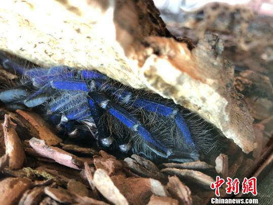 怕光的新加坡蓝蜘蛛。　朱晓颖 摄