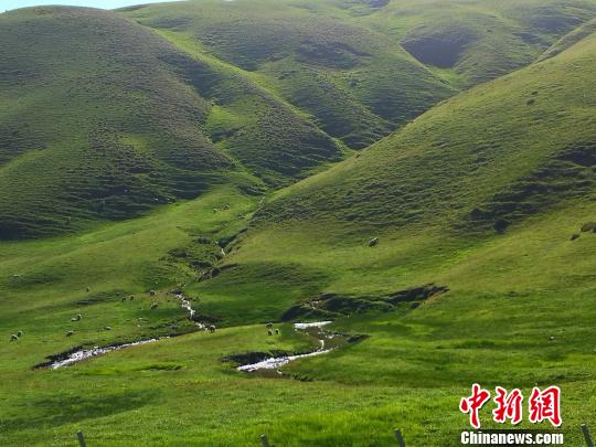 图为云南的山地草甸。　云南省林业和草原局局供图 摄