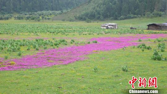图为云南的高寒草甸。　云南省林业和草原局局供图 摄