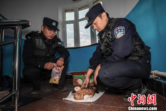 民警经过与动物保护组织联系确定这是一只幼年“黄鸭”。　李国贤 摄