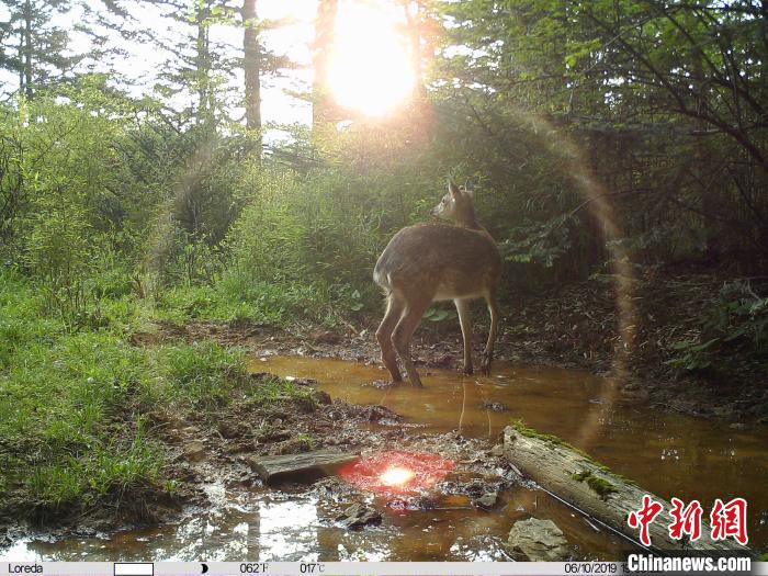 神农架国家公园：林中“藏”相机“神兽”频“抢镜”