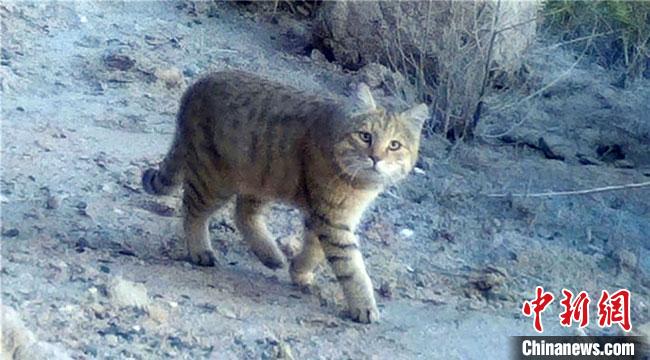 从保护区红外相机监测中，科研人员还首次发现了濒危物种荒漠猫的照片和视频。　敦煌西湖国家级自然保护区管理局供图 摄