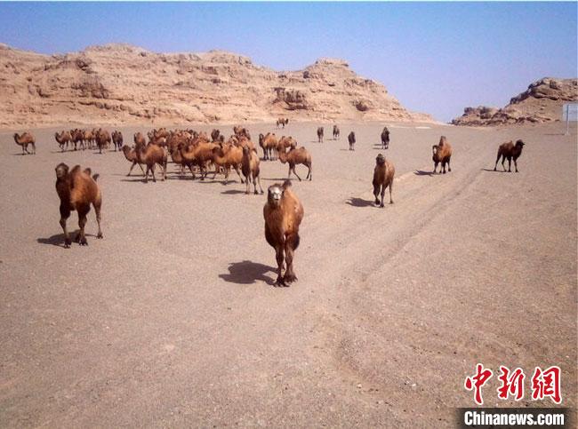 甘肃敦煌湿地频现大群野骆驼濒危物种荒漠猫萌态亮相