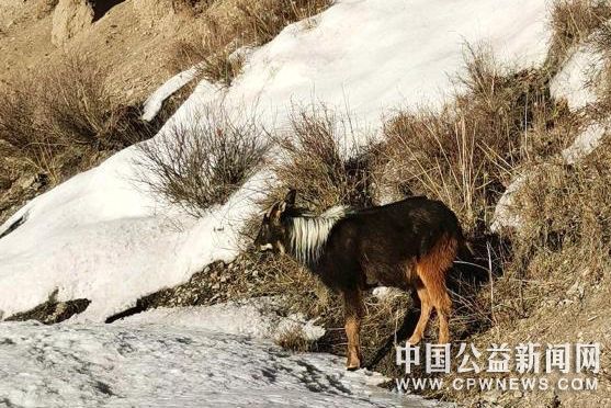 图为被放生的中华鬣羚。达日县森林公安局供图
