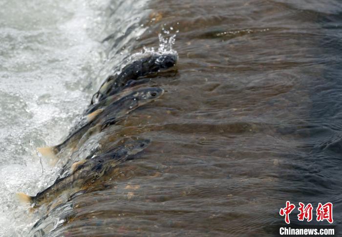 青海湖裸鲤资源20年增长35.8倍