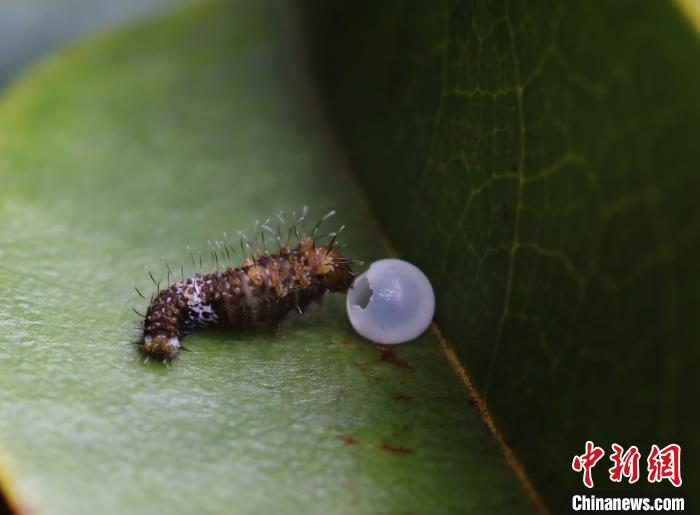 金斑喙凤蝶幼虫。浙江省乌岩岭国家级自然保护区管理中心供图