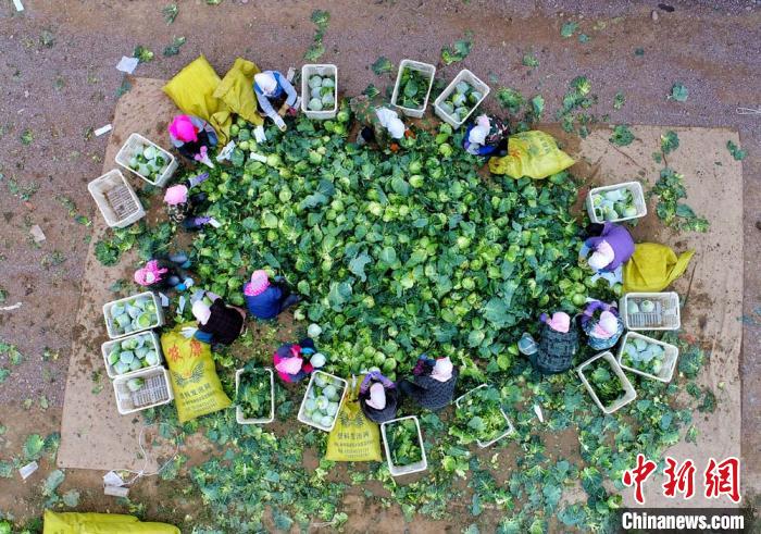 图为航拍镜头下2018年秋季甘肃张掖农民收获蔬菜。(资料图) 王超 摄