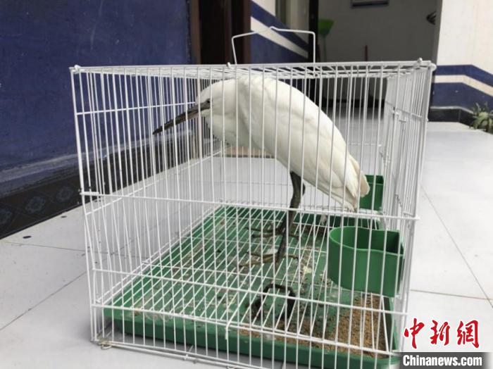 图为民警救助的国家二级保护野生动物白鹭。云南省公安厅供图