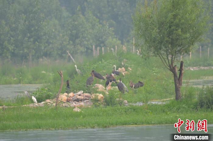 石家庄冶河湿地新增十余只“鸟中熊猫”黑鹳