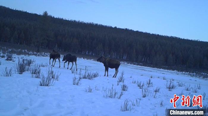 内蒙古大兴安岭一自然保护区驼鹿种群呈上升趋势