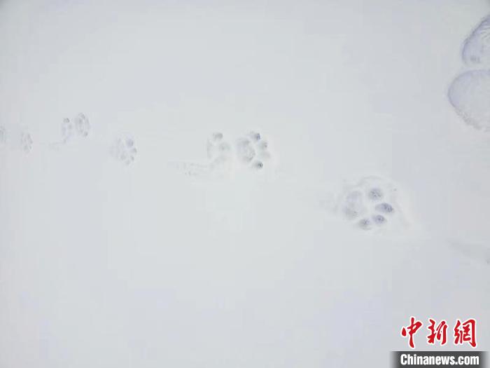 在雪地上出现的东北虎足迹。虎林市供图