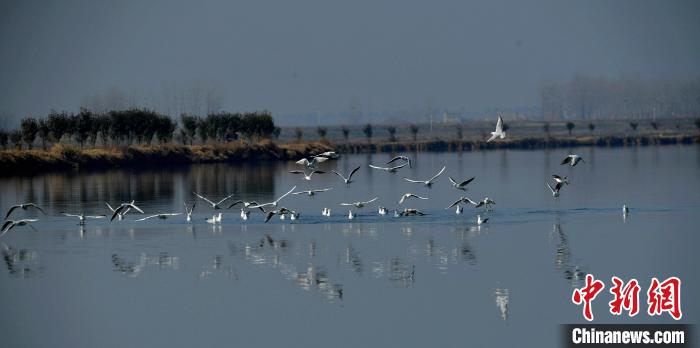 老河口市西排子湖国家湿地公园迎来成群红嘴鸥 杨少林 摄