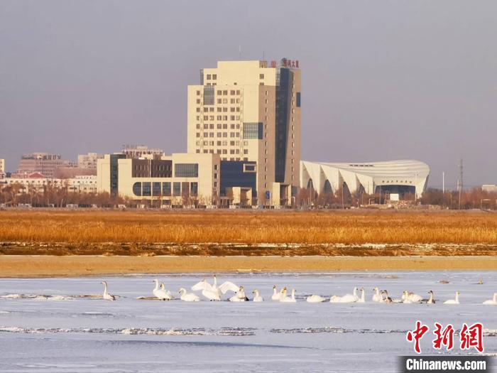 新疆塔里木河流域湿地成越冬鸟类栖息天堂