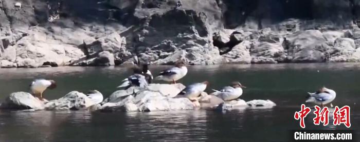 中华秋沙鸭自在戏水。　武夷观鸟会 摄