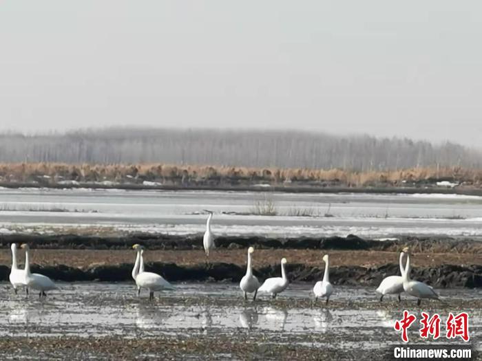 小天鹅在保护区内已大规模集群。黑龙江挠力河国家级自然保护区提供