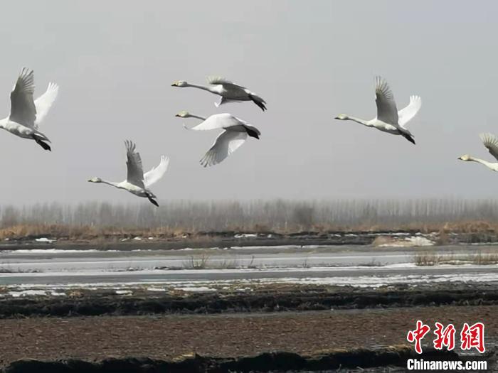 小天鹅是国家二级保护动物。黑龙江挠力河国家级自然保护区提供
