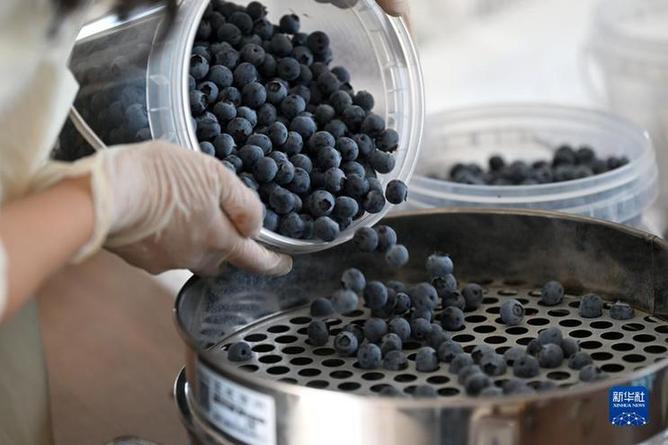 种蓝莓的“新农人”